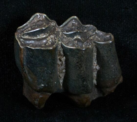 Pleistocene Camel Tooth - Florida #3762